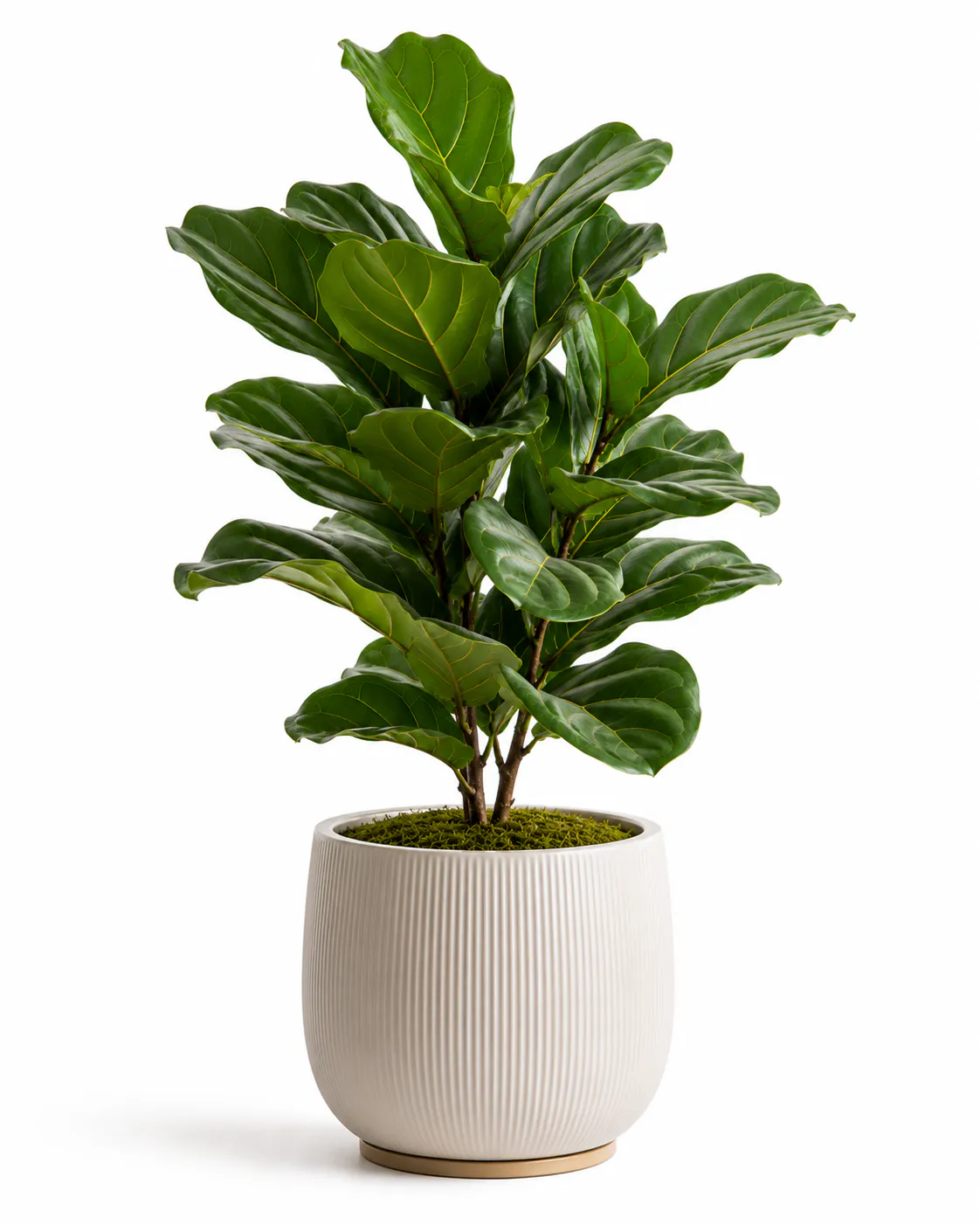 Olive Tree Petit